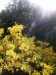 Yellow Flowers