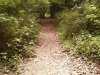 Woodland Path