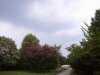 Bushes and sky