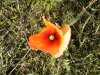 A Poppy